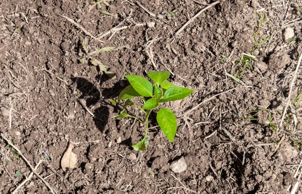 Pepper sprout. Tiny pepper plant seedlings planted in the ground.