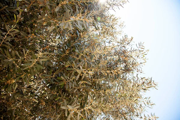 Olive tree in springtime. Olive fruits are opening. Low angle shot under a blue sky.