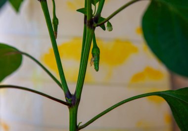 Pencere kenarındaki saksılarda büyüyen küçük yeşil biber..