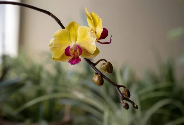 Orquídeas Amarelas Roxas Close Foco Seletivo — Fotografia de Stock