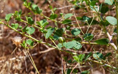 Dallarda doğal kahverengi arka planda kapari var. Çiçek açan, pelerin bitkisi ya da CapParis spinosa. 