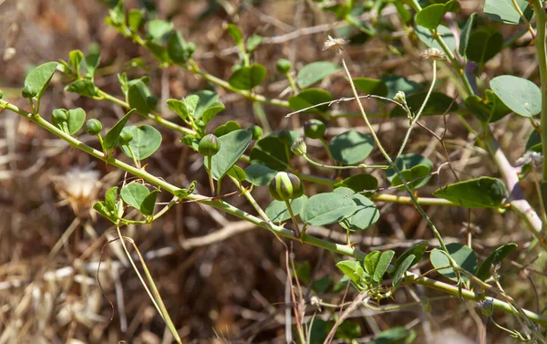 Dallarda doğal kahverengi arka planda kapari var. Çiçek açan, pelerin bitkisi ya da CapParis spinosa. 