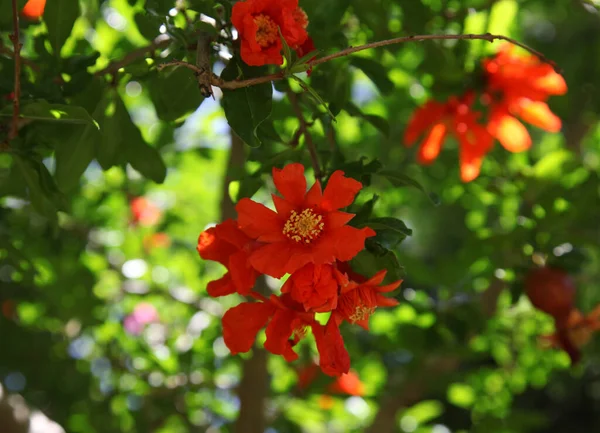 Flor Romã Galhos Árvore Fechar — Fotografia de Stock