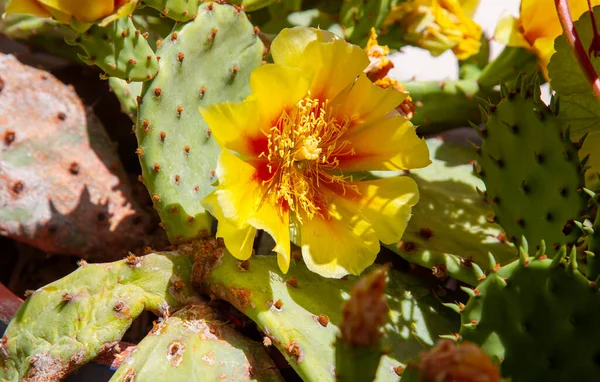 Östliche Kaktusfeige Gelbe Blüte Opuntia Humifusa Oder Teufelszunge Oder Indische — Stockfoto