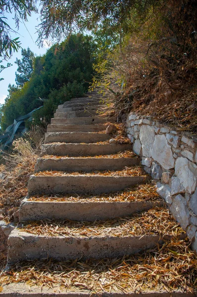 Yeşil ve kuru yapraklı beton merdivenler. Dikey ve yakın plan.