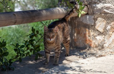 Bahçede kızgın gözlü tekir kedi.