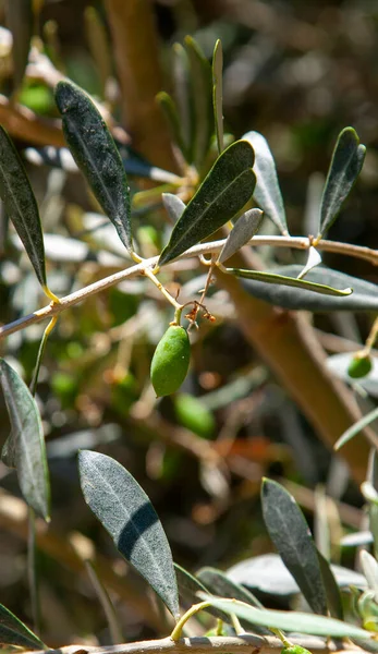 Olgun yeşil küçük zeytin meyvesi. Dalın üzerinde zeytin var. Seçici odaklanma. Dikey ve yakın plan.