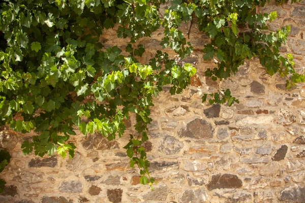 Σταφύλια Που Κρέμονται Από Πέτρινο Τοίχο Καλλιεργούνται Αμπέλια — Φωτογραφία Αρχείου