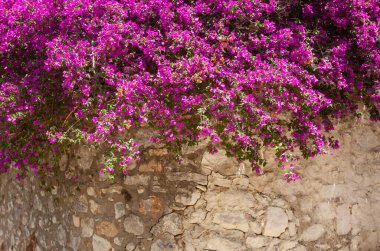 Taş duvarda asılı Bougainvillaea bitkisi. Bougainvillea çiçek açtı..