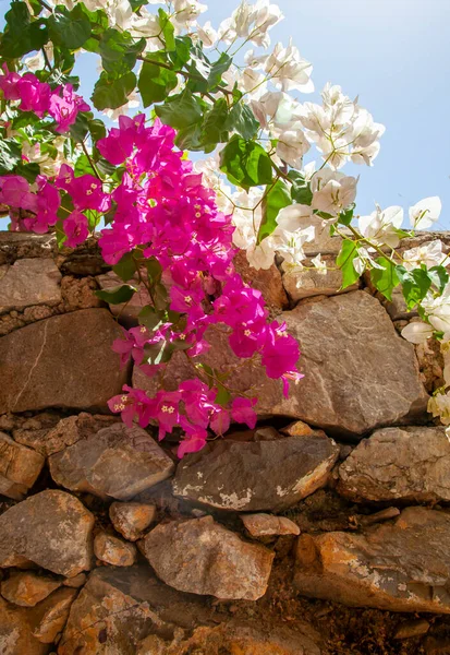 Pink White Bougainvillaea Flowers Blue Sky Stonewall Background Vertical Close — Stockfoto