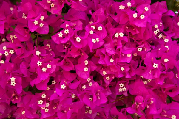 Mor bougainvillaea çiçeklerinin arka planı