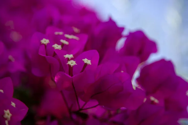 Seçici odak, mor bougainvillaea çiçeği. 