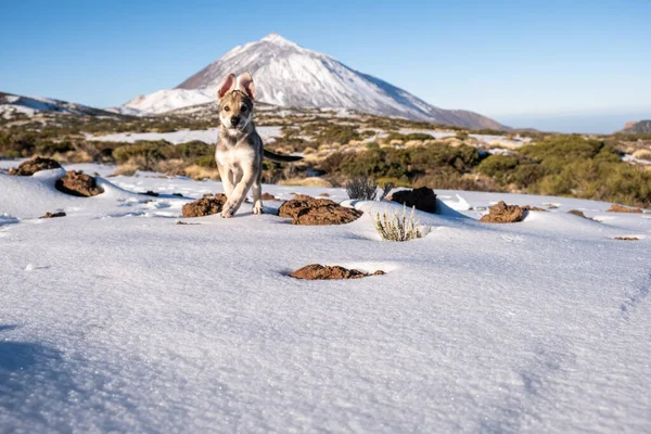 Anak Anjing Berlari Salju Dan Gunung Latar Belakang — Stok Foto