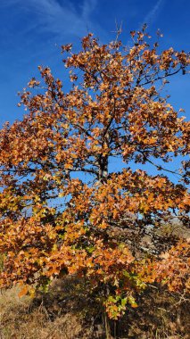 Beautiful tree in the fall - Oklahoma nature