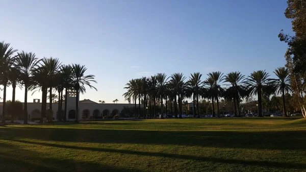 California Beautiful Tall Palm Trees Warm Summer Day — стокове фото