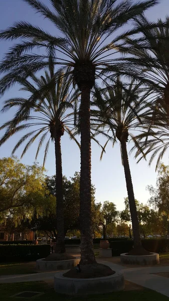 California - beautiful tall palm trees on a warm summer day