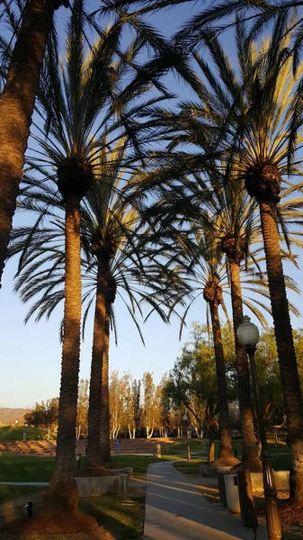 California Beautiful Tall Palm Trees Warm Summer Day — стокове фото