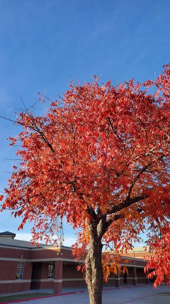 Fall in Texas - beautiful trees changing color to bright orange and red against blue autumn sky