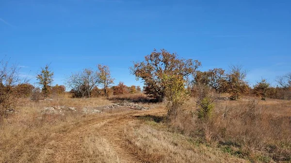 Fall in Texas - beautiful trees changing color to bright orange and red against blue autumn sky