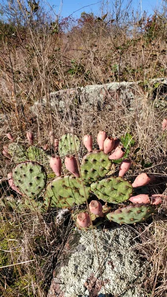 Cactus in Oklahoma wilderness in the fall