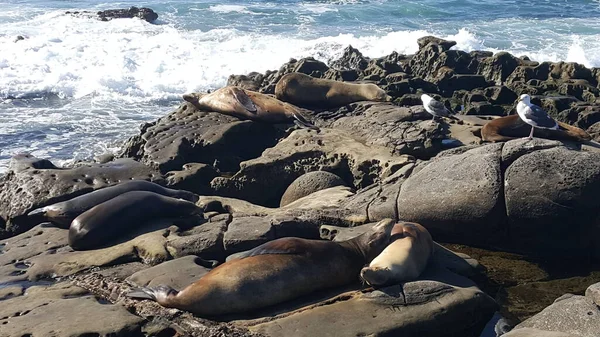 California - beautiful waves splashing against the rocks with seals sunbathing