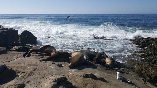 California - beautiful waves splashing against the rocks with seals sunbathing
