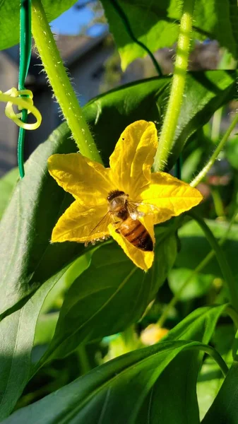 Busy bee working hard at pollinating a cucumber blossom in outdoor garden