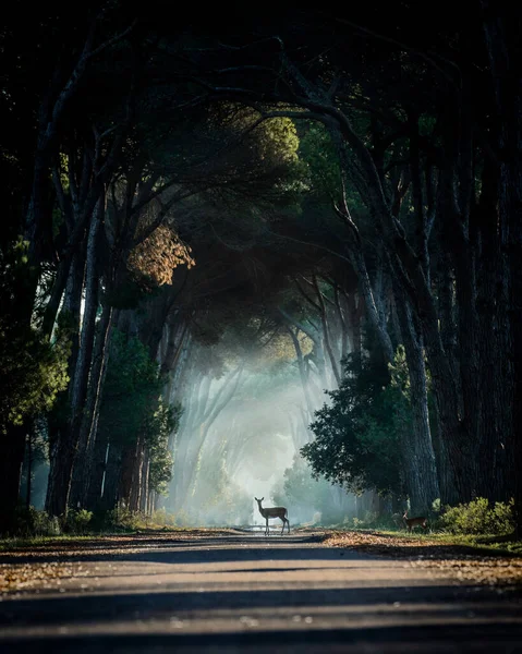 wild deer encounter in mystic park during sunrise