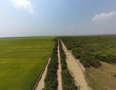 Typical Cambodian landscape with road , rice fields and trees. 