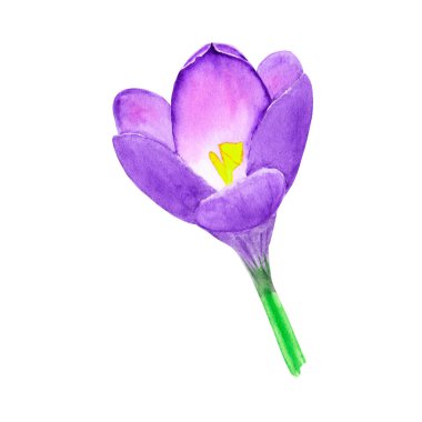 Crocus veya Saffron. Beyaz arkaplanda izole edilmiş çiçekli suluboya çizimi.