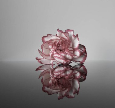 Gri arkaplanlı beyaz dantelli güzel pembe çiçek.