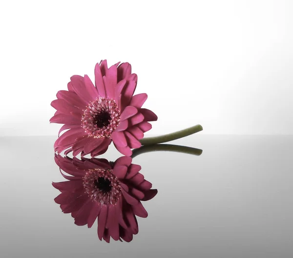 Beyaz arka planda izole edilmiş güzel bir kırmızı Gerbera yansıması.