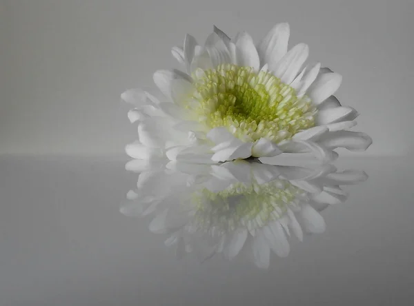 Açık gri arka planda tek bir beyaz kasımpatı çiçeğinin yakın plan görüntüsü