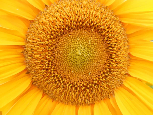 Tam kare olarak sarı bir ayçiçeğinin yakın plan görüntüsü