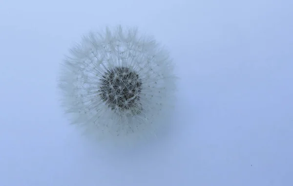 tek bir karahindiba çiçeği beyaz arkaplan üzerine yakın plan ve metin için boşluk