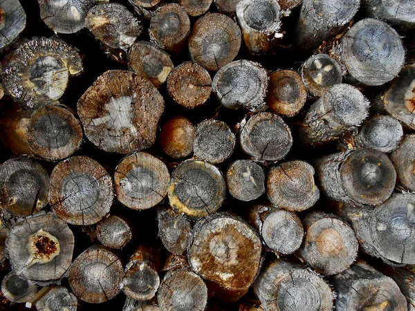 Ormanda odun yığını