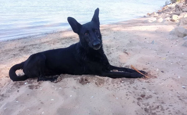 Deniz kıyısındaki kumsalda yatan güzel bir siyah çoban köpeği.