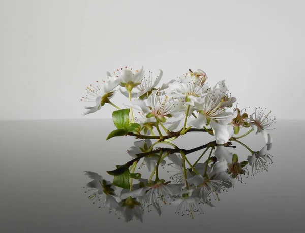 Gri arka planda kiraz çiçeklerinin yakın plan yansıması