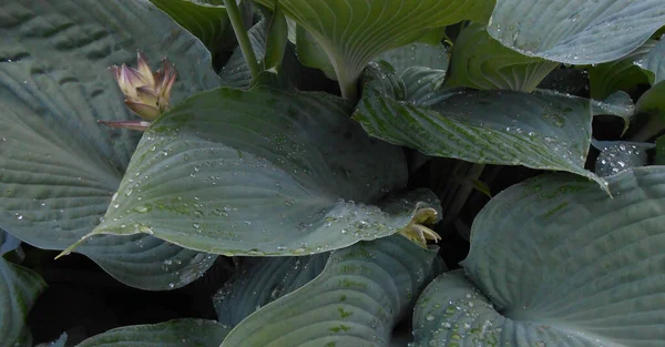 Güzel botanik fotoğrafı, doğal duvar kağıdı.