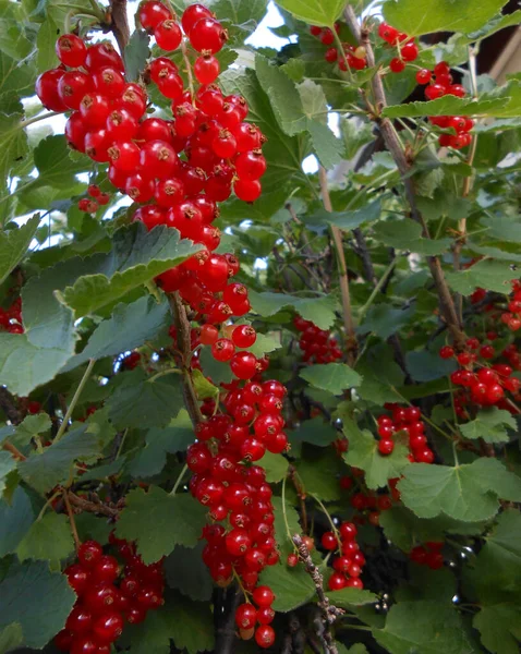 Siyah arka planda fesleğenli taze limon dilimi.