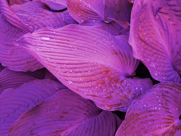 pembe ve mor yapraklar arka plan