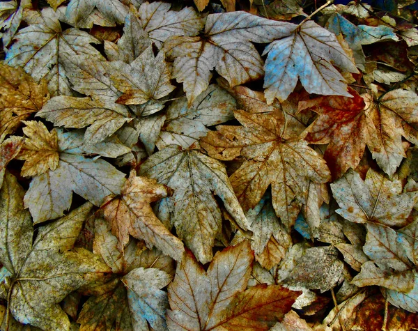 Colored Autumn Leaves Ground — Stock Photo, Image