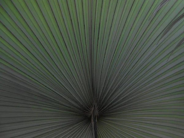 Yeşil yapraklar, doğal arkaplan