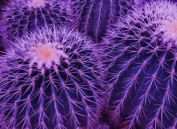 Bahçedeki güzel çiçek