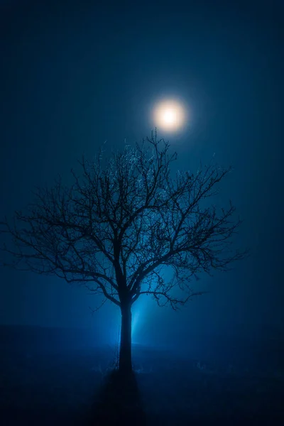 Arbre Hiver Dans Une Atmosphère Bleue Magique Avec Brouillard Éclat — Photo