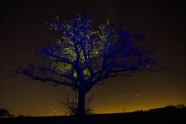Naked leafless tree illuminated with yellow and blue light in the winter night