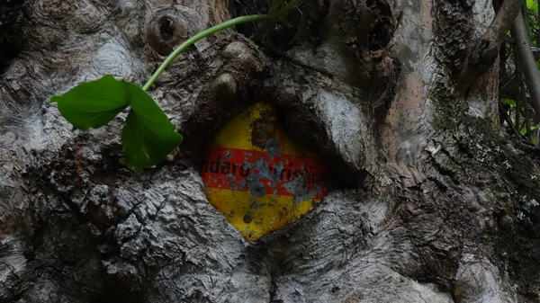 Hiking Sign Stuck Tree Growing — Stockfoto
