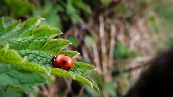 Ladybug Sitting Fresh Green Leaf — Stock Photo, Image