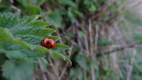 Ladybug Sitting Fresh Green Leaf — Stock Photo, Image