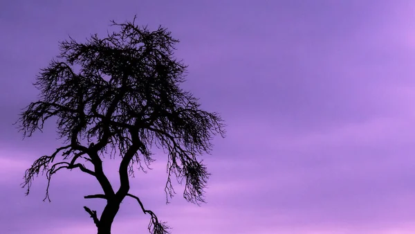 Silhouettes Des Branches Arbre Crépuscule — Photo